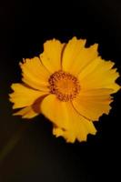 Flower blossom macro print background helianthus giganteus compositae photo