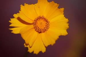 Flower blossom macro print background helianthus giganteus compositae photo