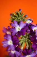 Flor colorida flor cerrar verbena familia híbrida verbenaceae foto