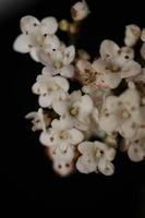 White small flower blossoming Viburnum tinus L. family adoxaceae print photo