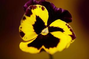 viola flor flor familia violaceae cerrar botánico imprimir foto