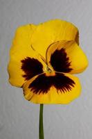 Viola flower blossom family violaceae close up botanical print photo