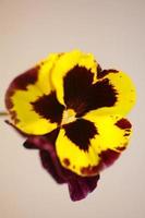 Viola flower blossom family violaceae close up botanical print photo