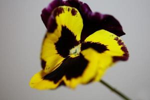 Viola flower blossom family violaceae close up botanical print photo