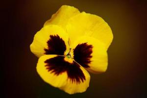 Viola flower blossom family violaceae close up botanical print photo