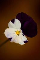 Flower blossom close up weigela florida family caprifoliaceae photo