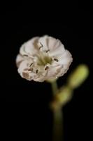 flor flor cerrar fondo botánico alta calidad gran tamaño foto