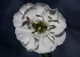 flor flor cerrar fondo botánico alta calidad gran tamaño foto