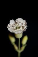 flor flor cerrar fondo botánico alta calidad gran tamaño foto