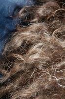 Dog brown curly hairs close up lagotto romagnolo abstract background photo