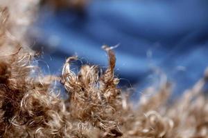 Dog brown curly hairs close up lagotto romagnolo abstract background photo