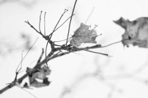 snow covered dry dead tree branches close-up in cold winter weather photo