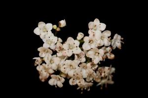 White small flower blossoming Viburnum tinus L. family adoxaceae print photo