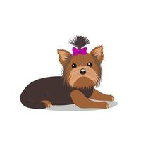 Cute dog of the yorkshire terrier breed vector