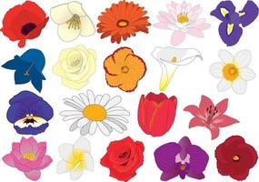 Flowers blossom collection vector illustration