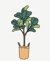 Doodle freehand sketch drawing of fiddle leaf fig tree. vector