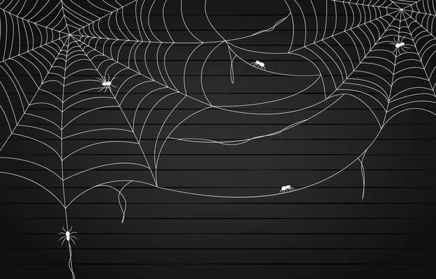 Spider Web On The Wall