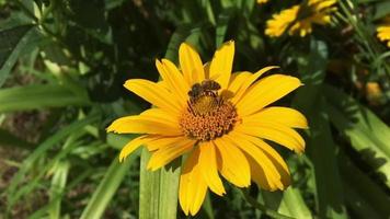 Winged bee slowly flies to the plant collect nectar video