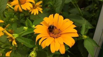 Winged bee slowly flies to the plant video