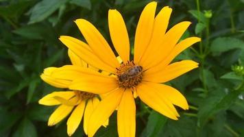 bevingad bi flyger långsamt till växten samlar nektar video