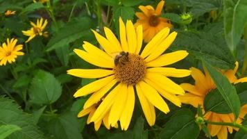 l'abeille ailée vole lentement vers la plante pour récolter le nectar video