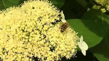 Winged bee slowly flies to the plant collect nectar video