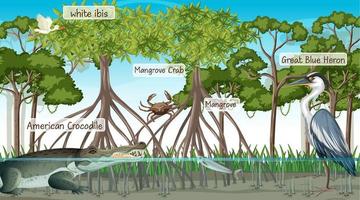 Escena del bosque de manglares y animales con nombre de etiqueta. vector