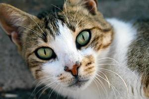 Sweet Animal Pet Cat photo