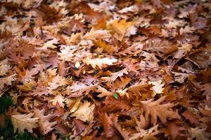 hojas secas de otoño en la naturaleza foto