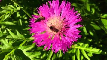 Winged bee slowly flies to the plant collect nectar video