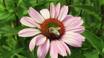 abeja alada vuela lentamente a la planta video
