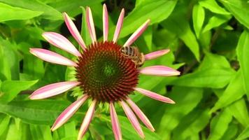 l'abeille ailée vole lentement vers la plante video