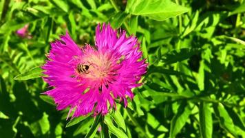 Winged bee slowly flies to the plant video