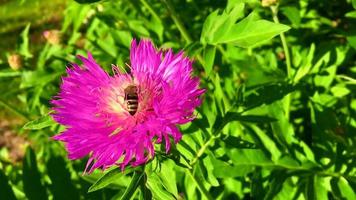 bevingad bi flyger långsamt till växten samlar nektar video