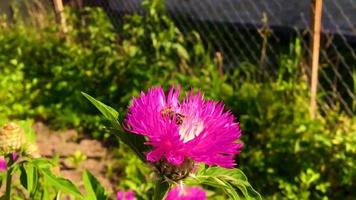 Winged bee slowly flies to the plant collect nectar video