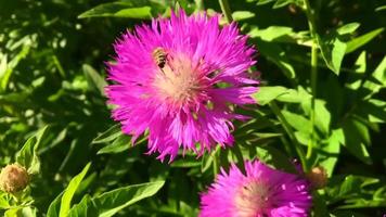 geflügelte Biene fliegt langsam zur Pflanze Nektar sammeln video