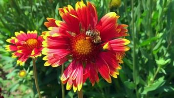 abeja alada vuela lentamente a la planta recolecta néctar video