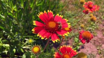 geflügelte Biene fliegt langsam zur Pflanze Nektar sammeln video