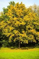 Seasonal Trees and Roads Green Nature in Park photo