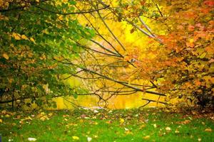 hojas verdes de temporada en la naturaleza foto