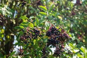 a tree with elderberries photo