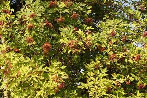 a tree with elderberries photo