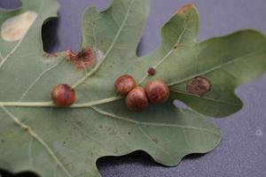 cynips quercusfolii gall balls on oak leaf