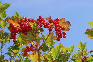 Viburnum red berries photo