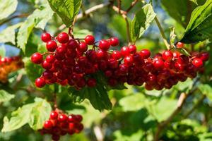 Viburnum red berries photo