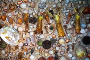 Sea Animal Dried Fish and Seashell photo