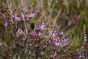 In the nature reserve Fischbeker Heide next to Hamburg Germany photo