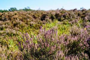 In the nature reserve Fischbeker Heide next to Hamburg Germany photo