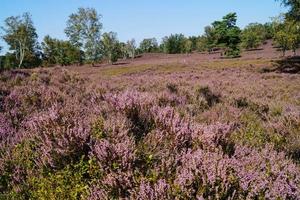 En la reserva natural fischbeker heide junto a Hamburgo, Alemania foto