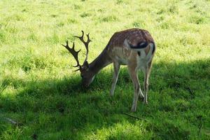 En la reserva natural fischbeker heide junto a Hamburgo, Alemania foto